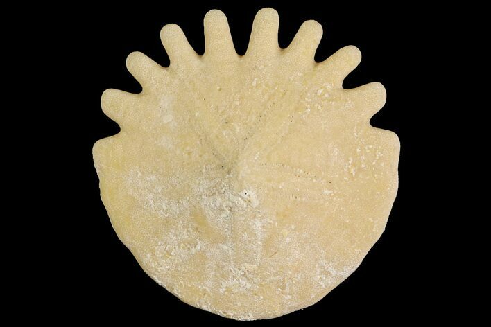Fossil Sand Dollar (Heliophora) - Boujdour Province, Morocco #177942